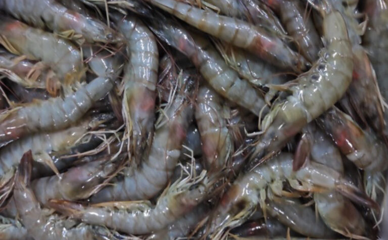 Untreated uncooked prawns after 12 hours - 60% melanosis