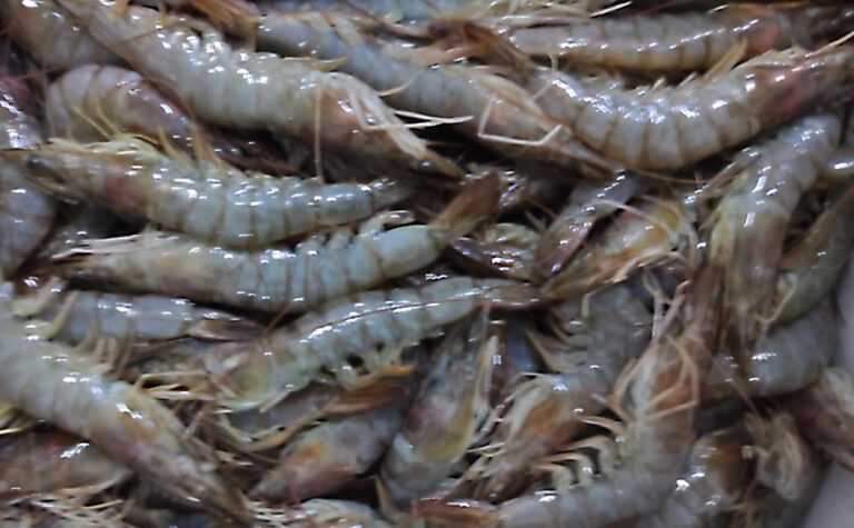 PrawnFresh™ treated uncooked prawns after 12 hours - 0% melanosis