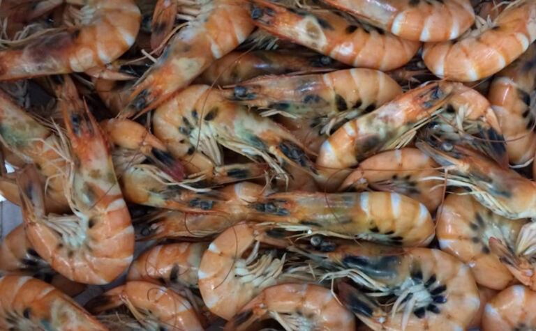 Untreated uncooked prawns after 12 hours - 40% melanosis